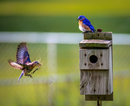 oficina faz um ninho para passaros
