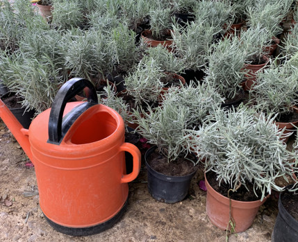 Workshop "Um Jardim de Aromáticas"