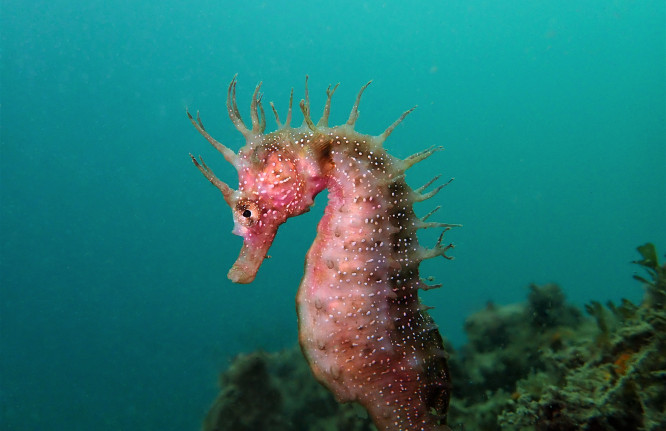 Cavalo-marinho-de-focinho-comprido (Hippocampus guttulatos), foto de Sylvie Dias