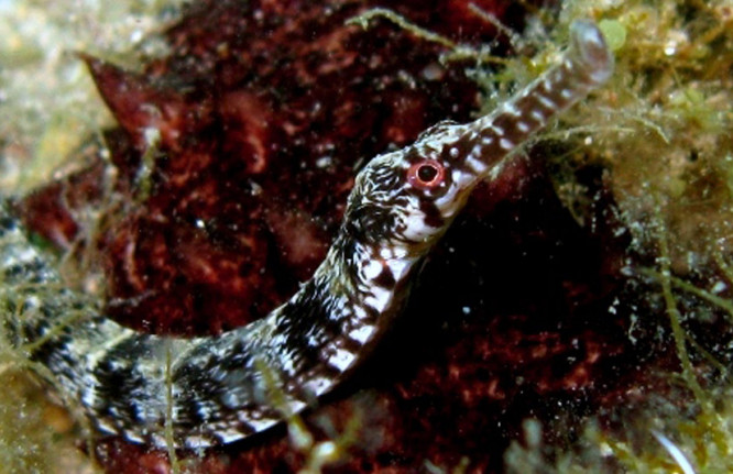 Marinha (Syngnathus acus)