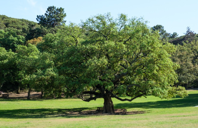 parque paz