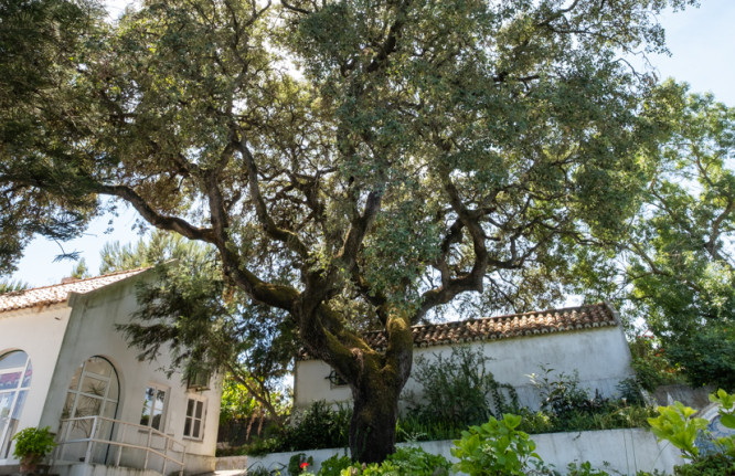 quercus