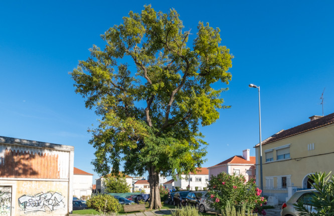 Robinia pseudoacacia