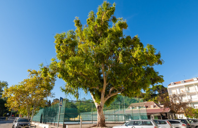 Eucalyptus camaldulensis