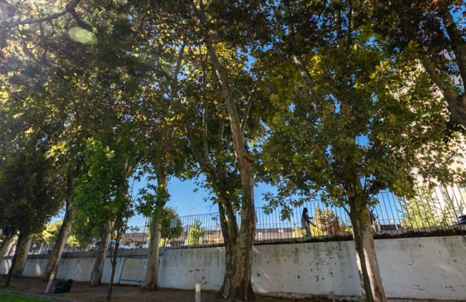 Platanus hybrida