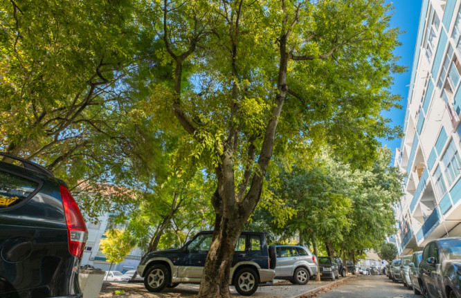 Celtis australis