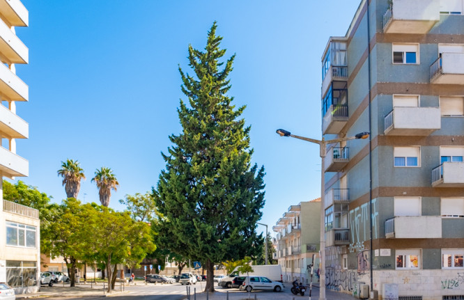 Cupressus sempervirens