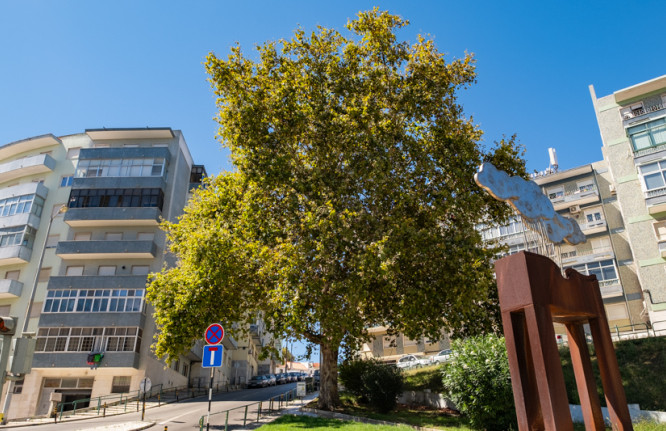 Platanus hybrida