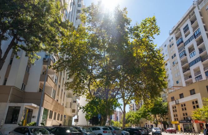 Platanus hybrida