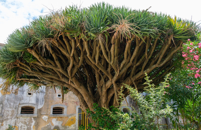 Dracaena draco