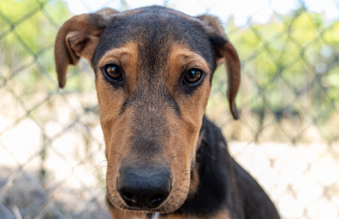 Pastel cão adoção