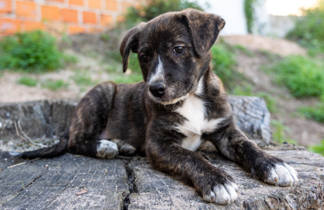 Amendoa, cão, adoção