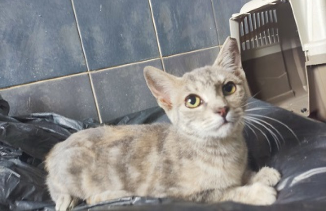 Bela, gato, adoção