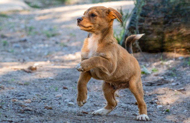 Caju, cão, adoção