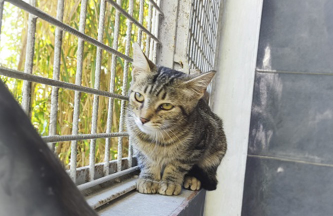 Draco, gato, adoção