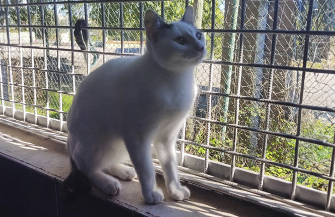 Mephy, gato, adoção