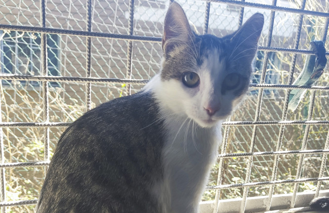 Piri, gato, adoção