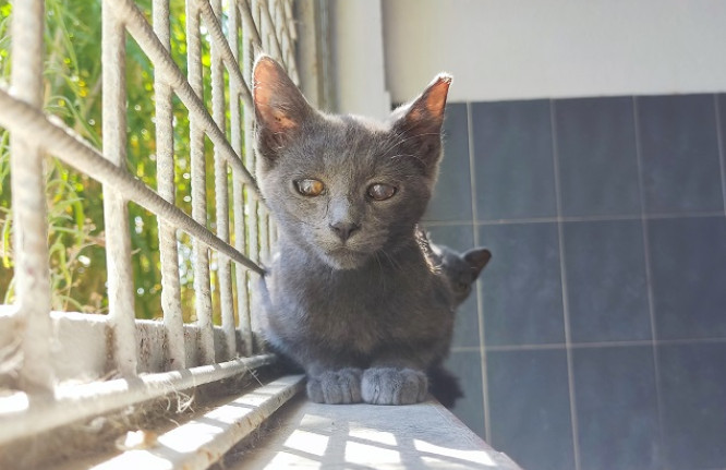 Smoky, gato, adoção