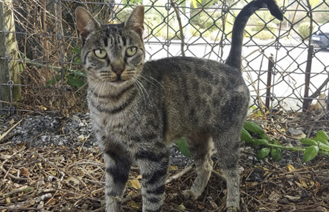 Tigradinha grande, gato, adoção