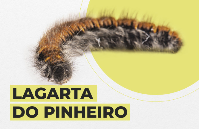 lagarta do pinheiro