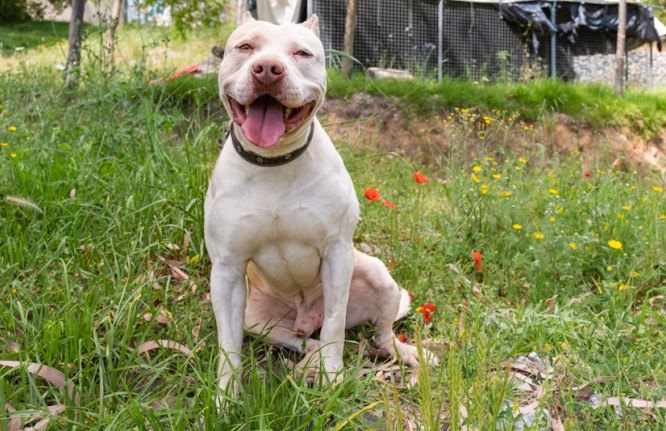 Buzz, animal para adoção