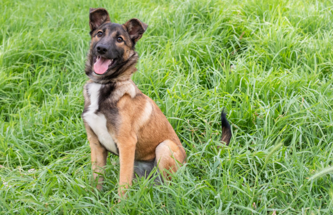 Jéssica,cão para adoção