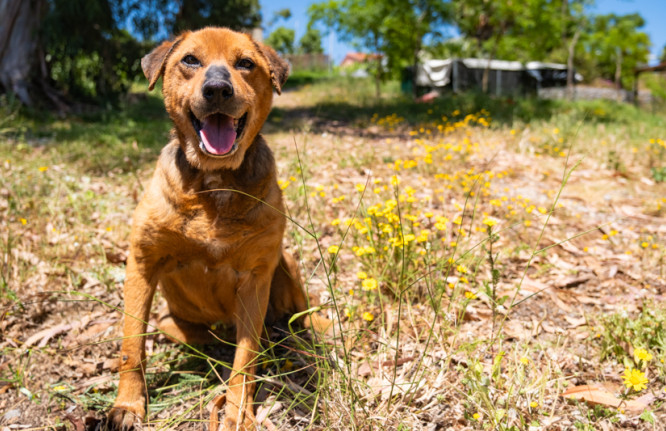 Pipoca, cão disponível para adoção