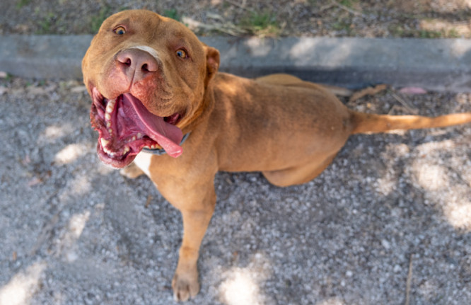 Red, cão disponível para adoção