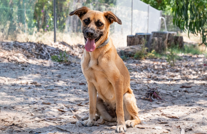 Avelã, cão para adoção no canil de Almada