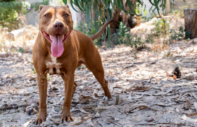 Princesa, cadela disponível para adoção no canil de Almada