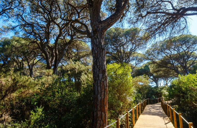 Mata Nacional dos Medos_Vista passadiço e pinheiros