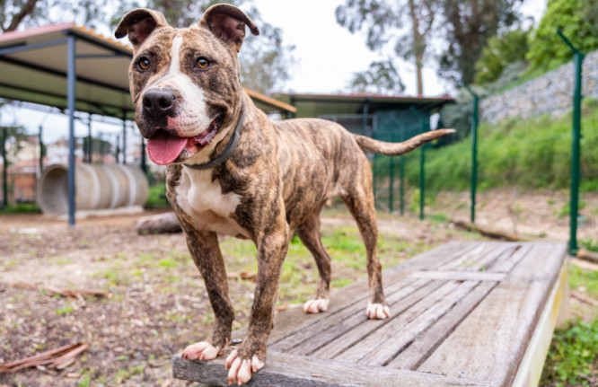 Cookie, cão para adoção canil