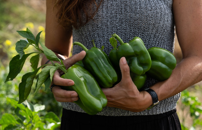 Dia Mundial da Alimentação