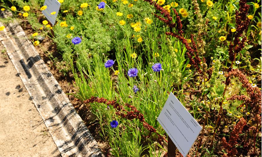 Visitas temáticas no Jardim - Plantas Tintureiras (fotografia de Anabela Luís)