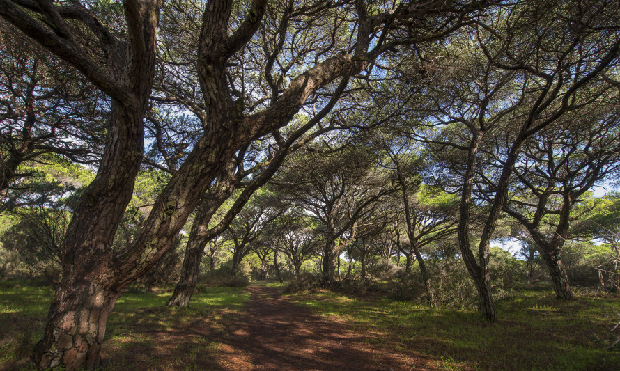 Dias da Floresta