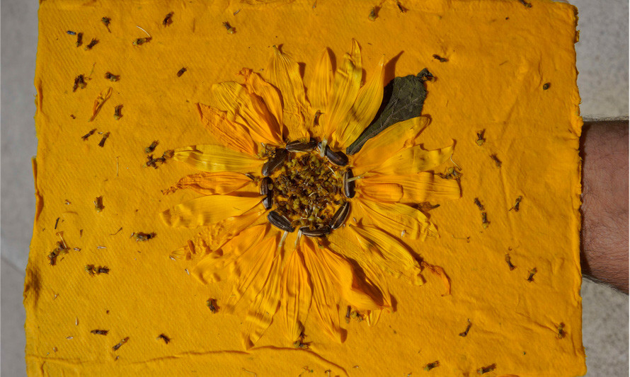 Oficina para famílias - Plantar o Sol