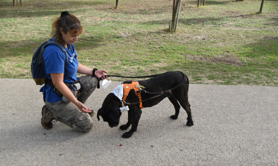 Almada, Animais, Voluntariado, Abrigo dos Animais