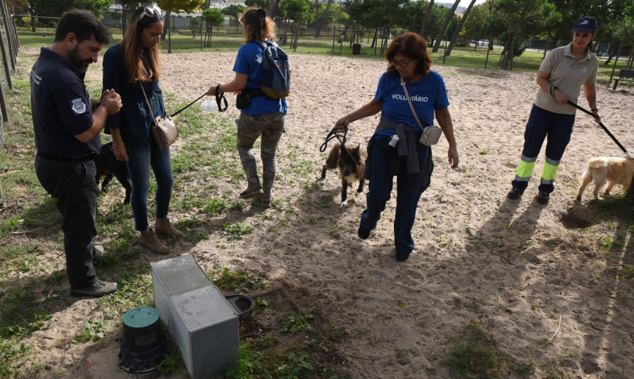 Almada, Animais, Voluntariado, Abrigo dos Animais