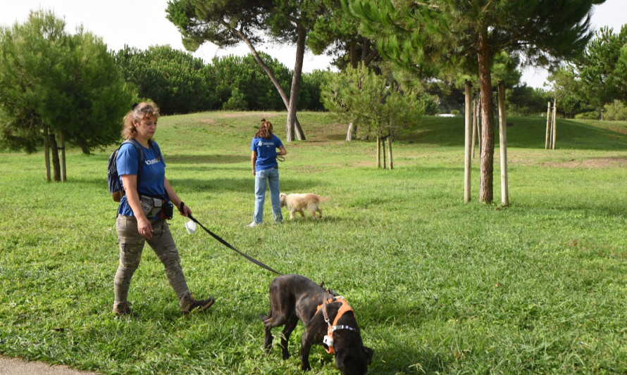 Almada, Animais, Voluntariado, Abrigo dos Animais