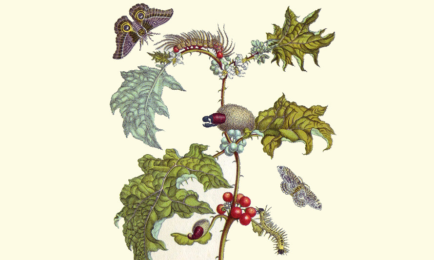 Ilustração científica