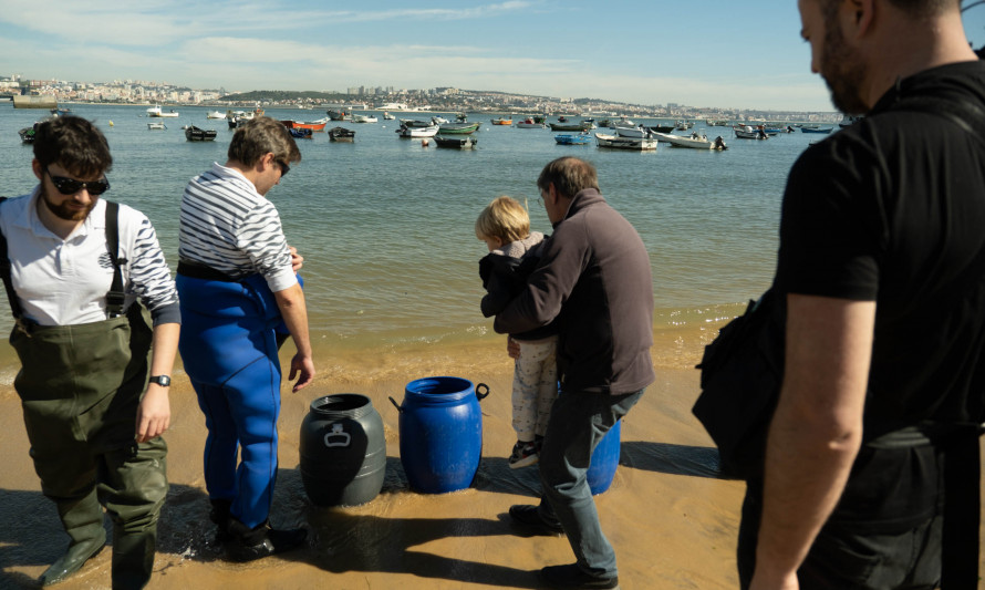 Almada, Marinhas, Cavalos-marinhos, Natureza, Biodiversidade, Ambiente, Tejo