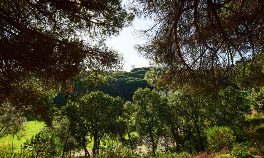 floresta