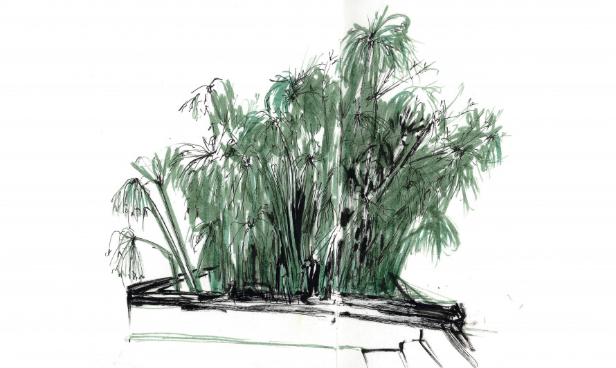 Papiros - Desenho de Luísa Passos (Grupo do Risco)