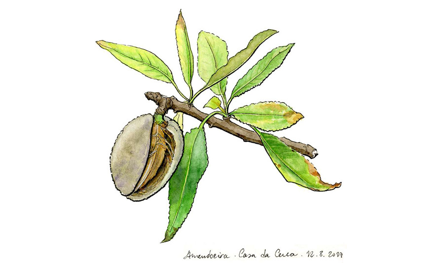 Aguarelas  a crescer no pomar - desenho de Sara Simões