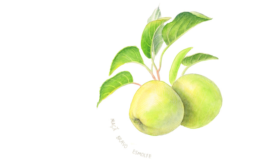 Desenho de maças