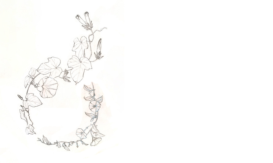 Desenho no Jardim - Círculo vegetal (desenho de Sara Simões)