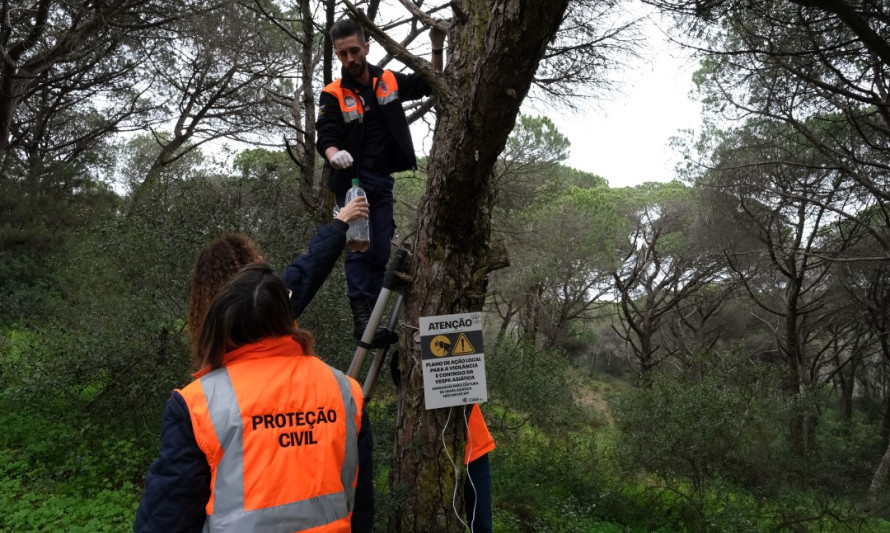 Almada, Proteção Civil, Vespa asiática, segurança, parques e jardins, mata, prevenção