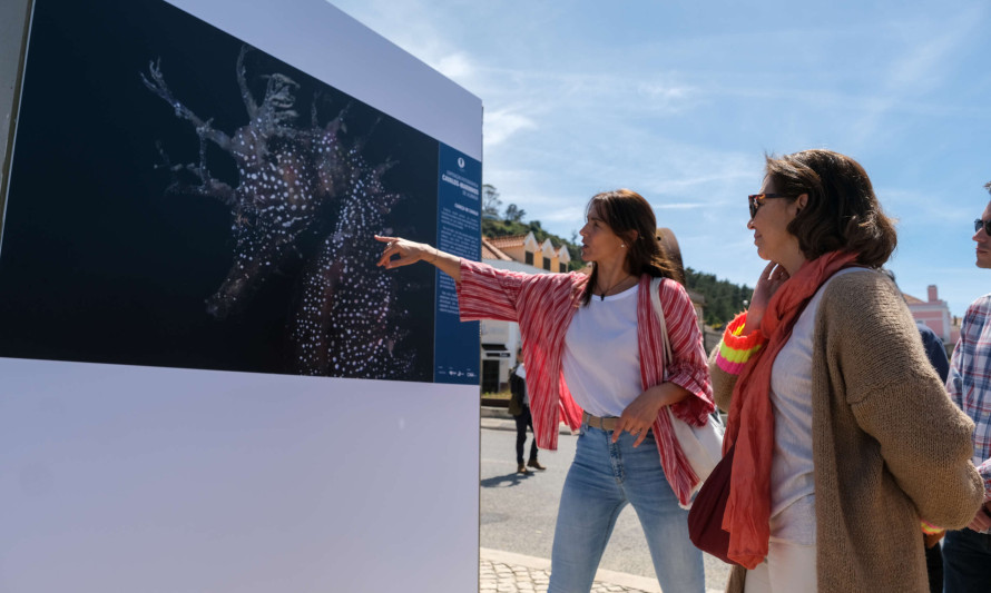 Almada, exposição, cavalos marinhos, Trafaria, passeio ribeirinho, biodiversidade, rio Tejo, fotografia