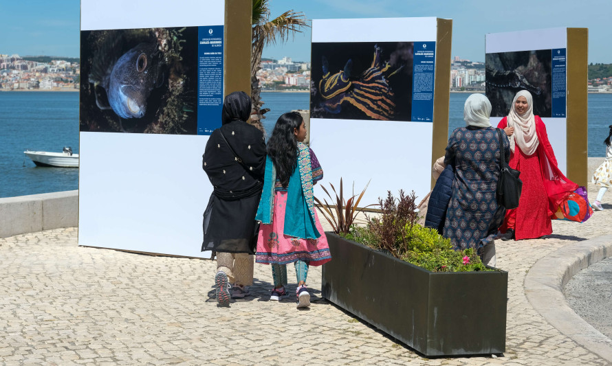 Almada, exposição, cavalos marinhos, Trafaria, passeio ribeirinho, biodiversidade, rio Tejo, fotografia