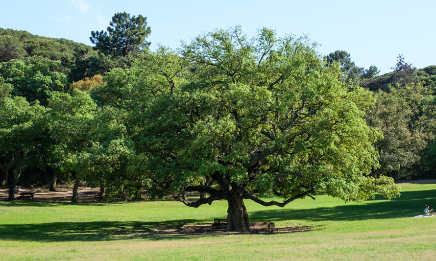 parque paz